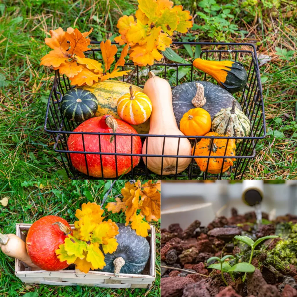  Funny Puns for a Squash Garden  