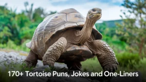 Tortoise Puns